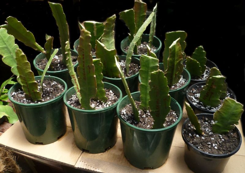 Propagation Techniques