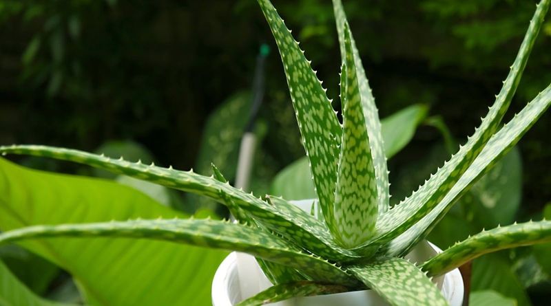 Understanding Aloe Varieties