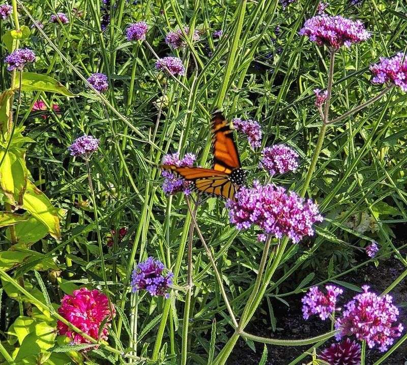 Attracting Pollinators