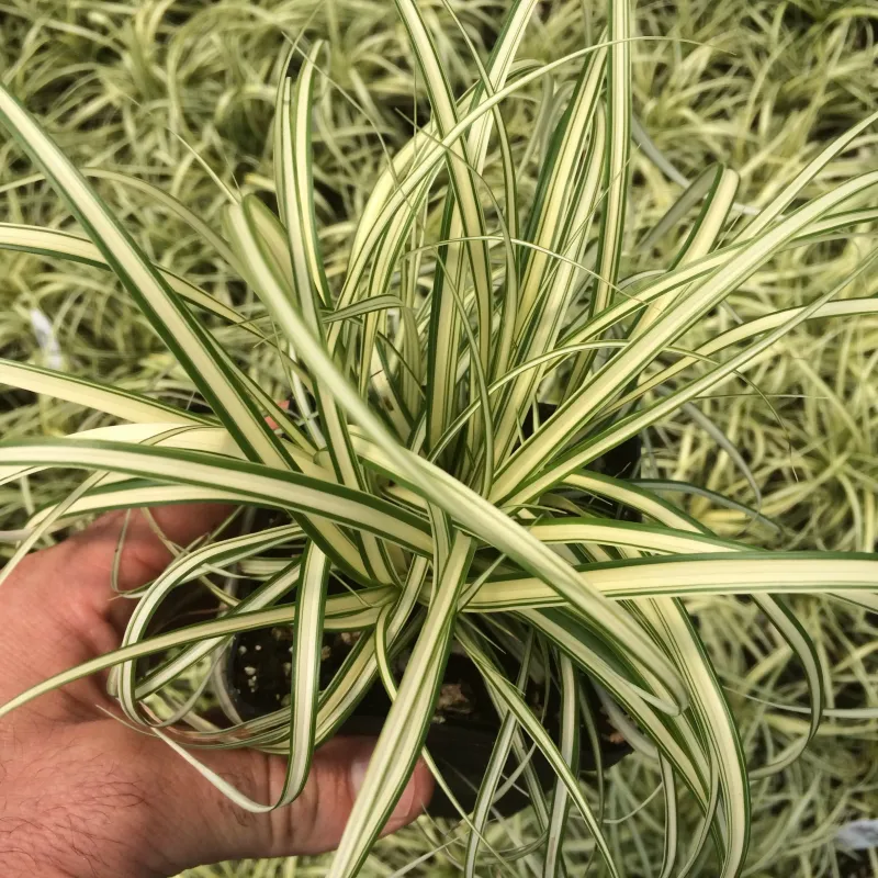 Propagation Techniques