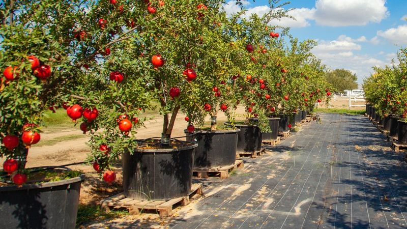 Ideal Watering Practices