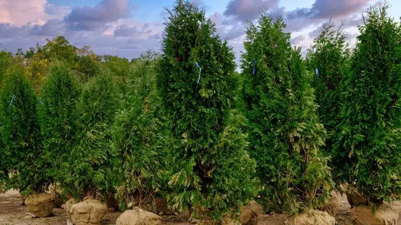 Proper Planting Techniques