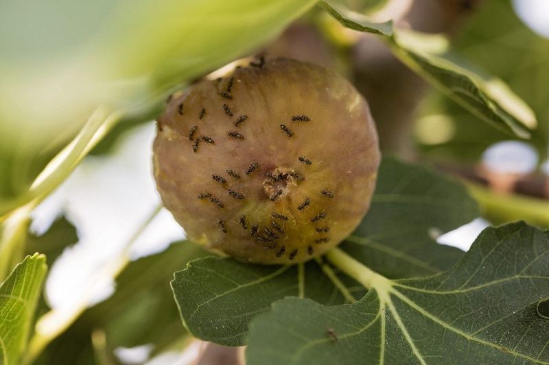 Pest and Disease Management