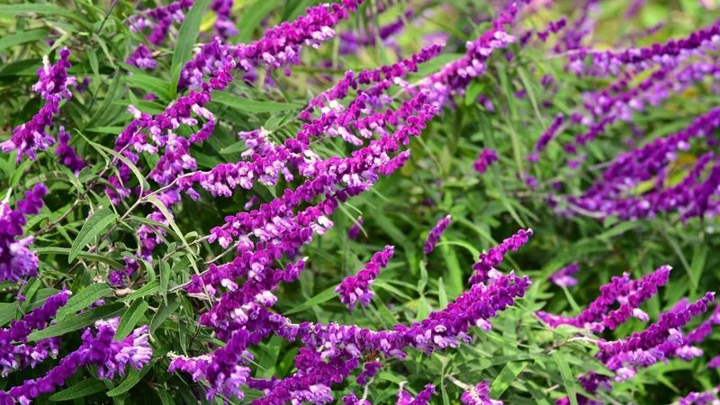 Fertilization for Vibrant Blooms