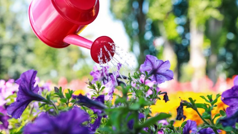 Proper Watering Techniques