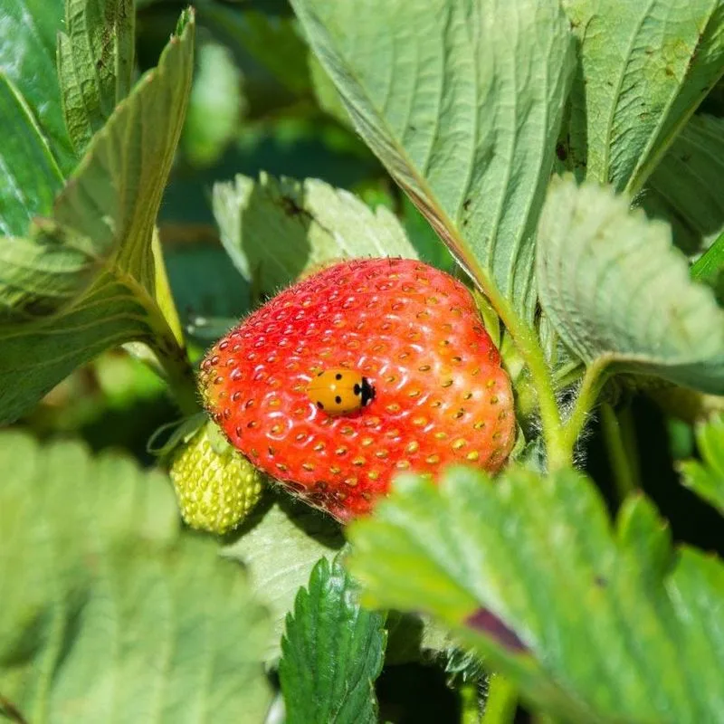 Protect from Pests
