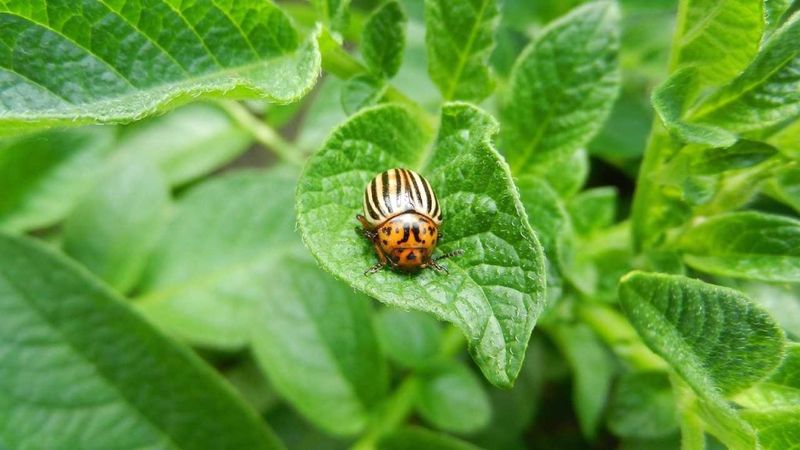 Protect from Pests