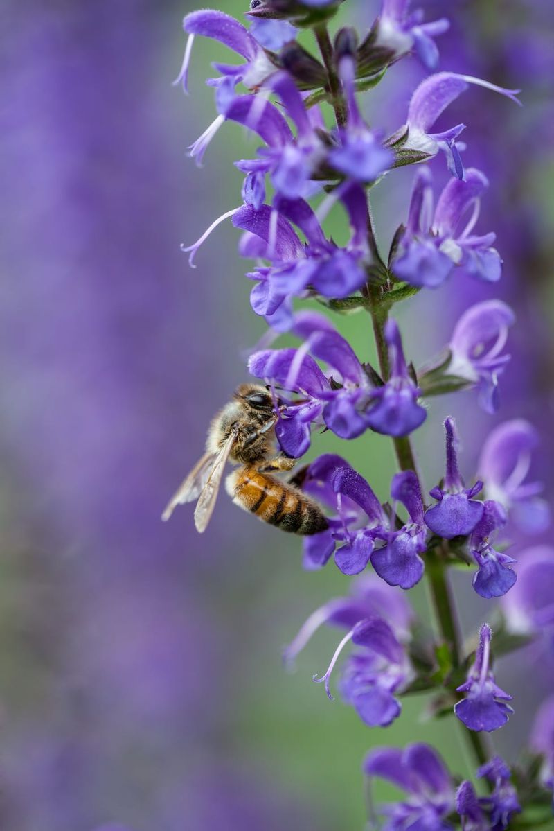 Pollination Techniques