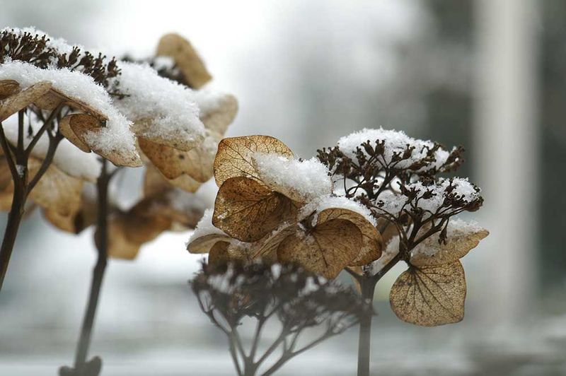 Winter Care and Protection