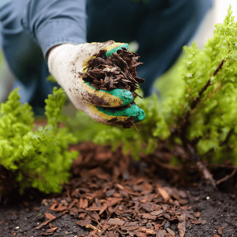 Mulch to Retain Moisture