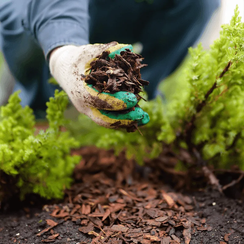 Mulch to Retain Moisture