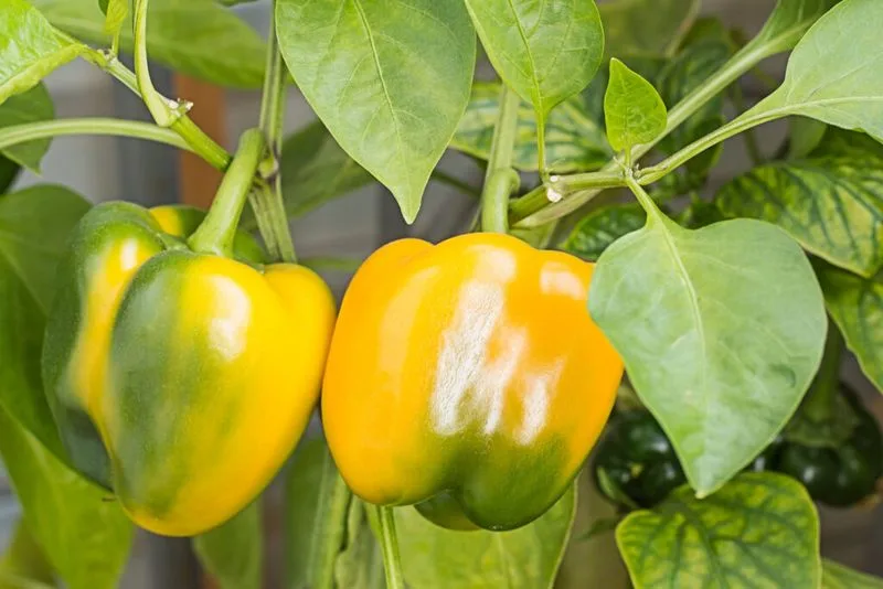 Harvest Promptly