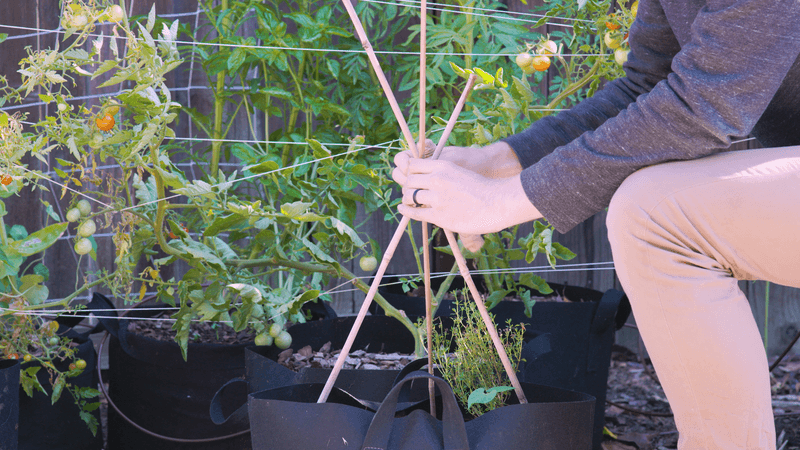 Provide Support for Climbing Beans