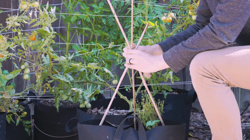 Provide Support for Climbing Beans