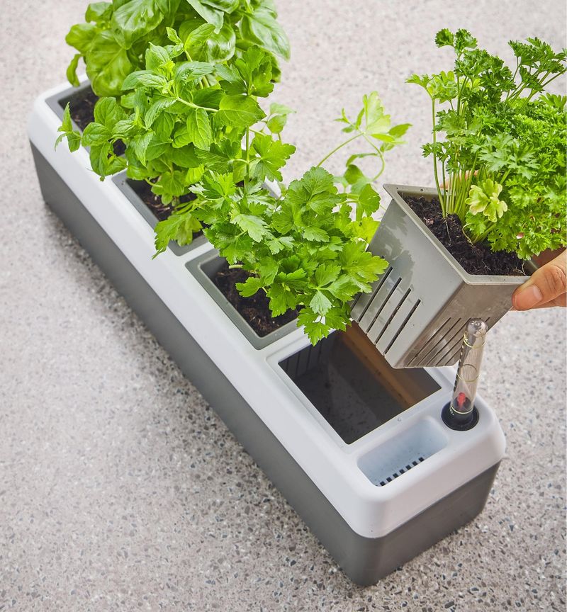 Use Self-Watering Planters