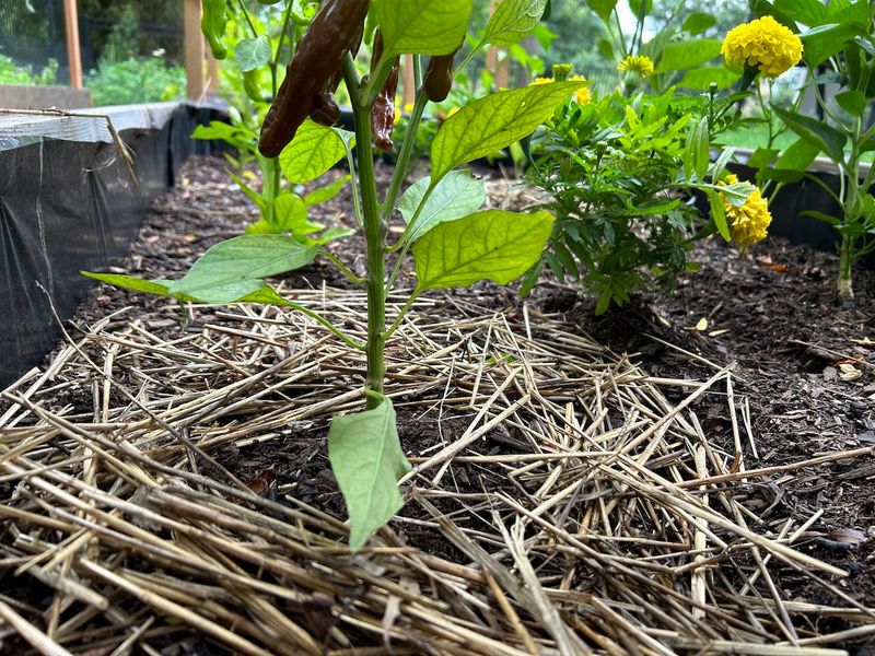Mulch to Retain Moisture