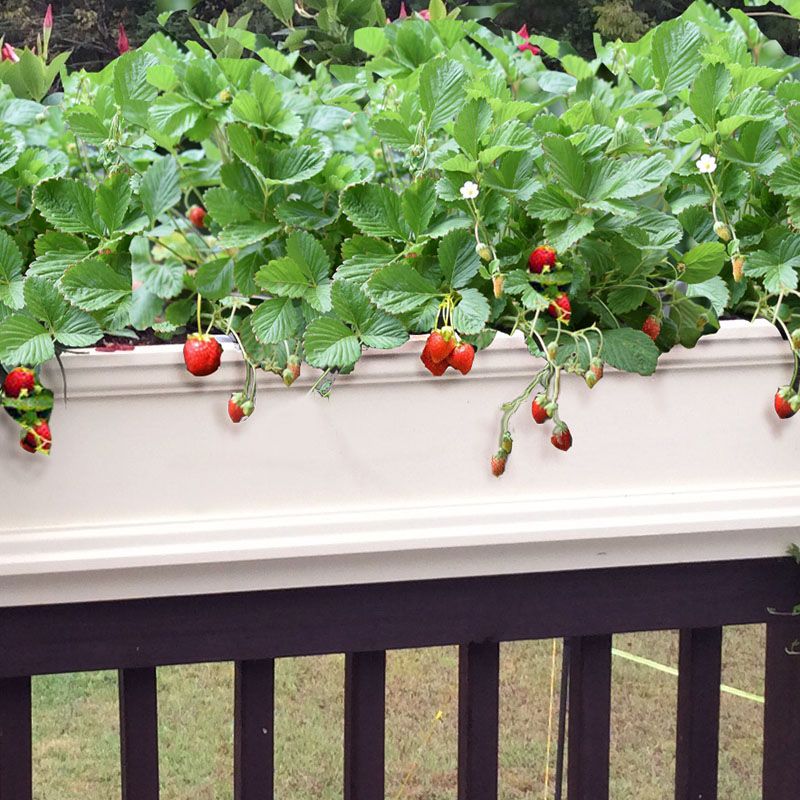 Prune for Better Growth