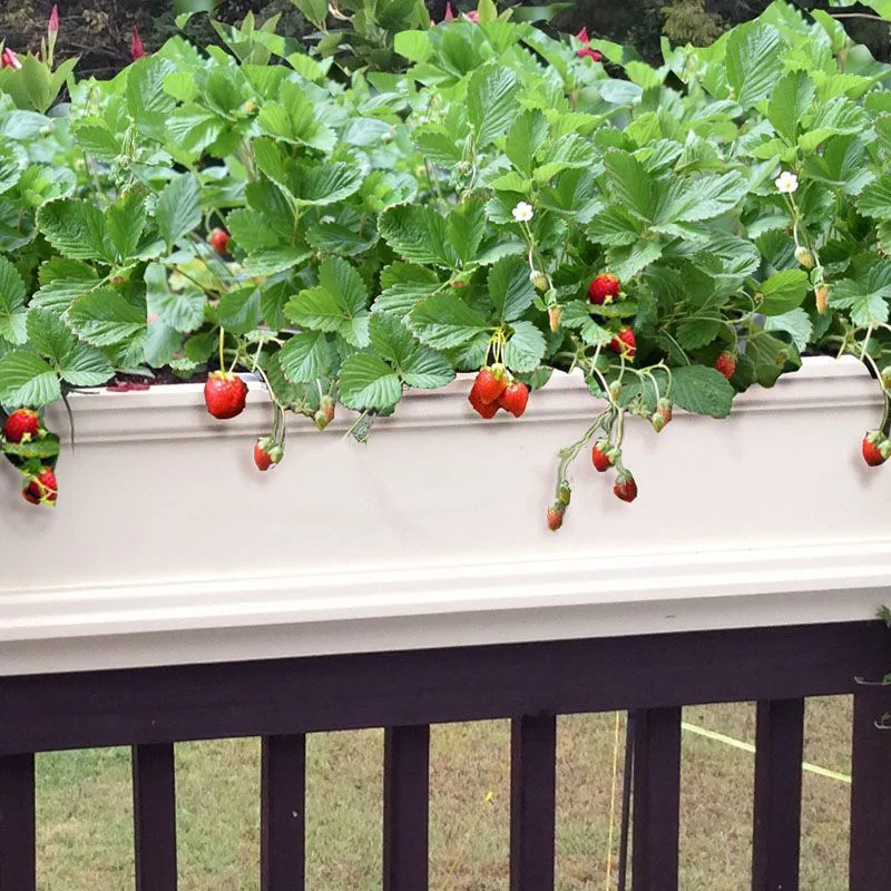Prune for Better Growth