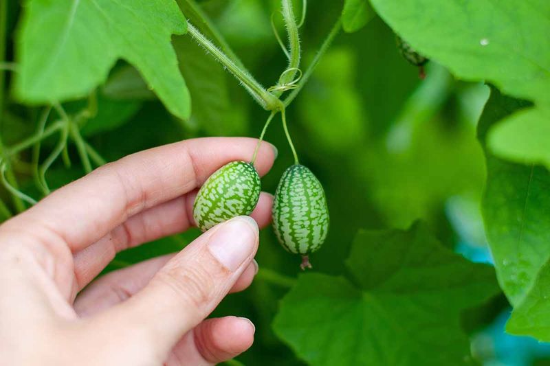 Prune for Better Yield