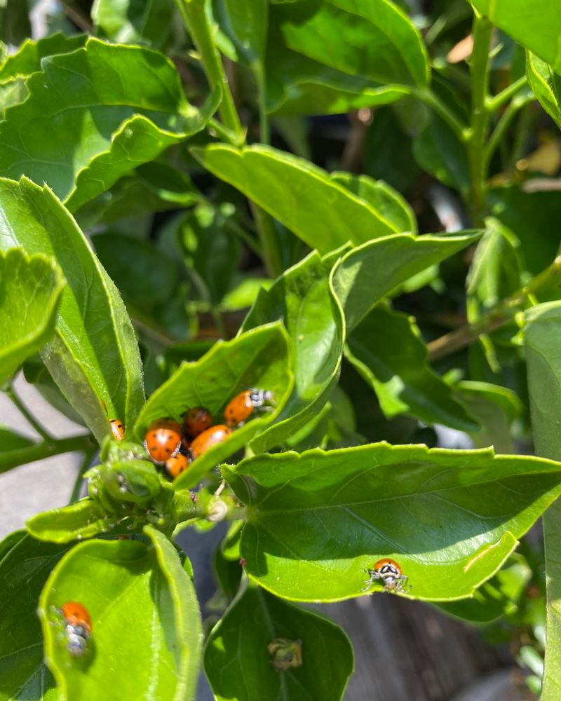 Control Pests Naturally