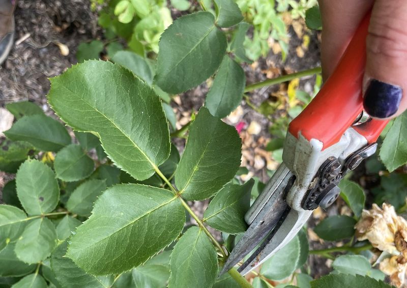 Pruning Deadheads