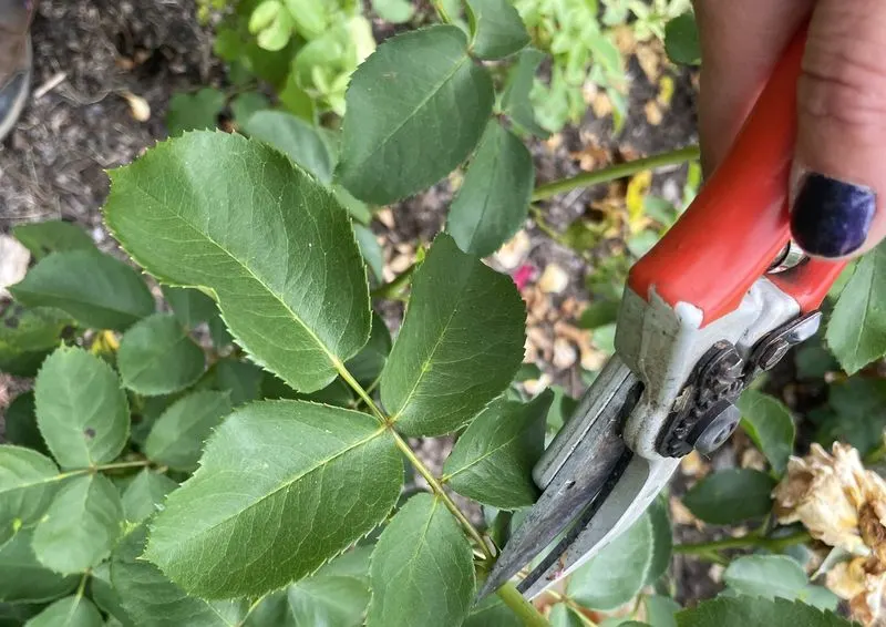 Pruning Deadheads
