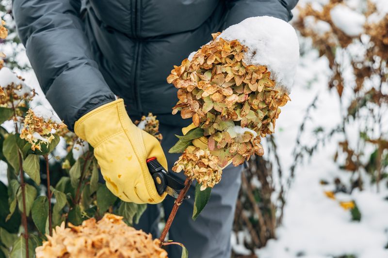 Pruning Hydrangeas in Winter