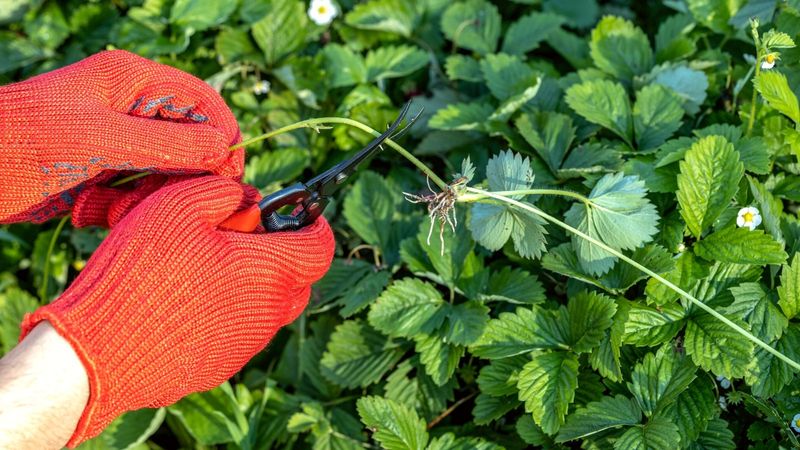 Pruning Pineberry Plants