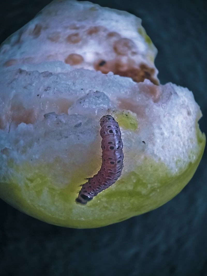 Pest and Disease Management