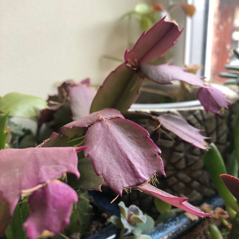Pruning Practices