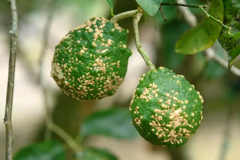 Pest and Disease Management