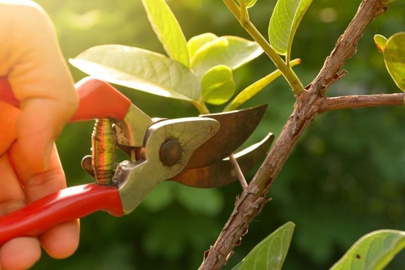 Pruning Precision