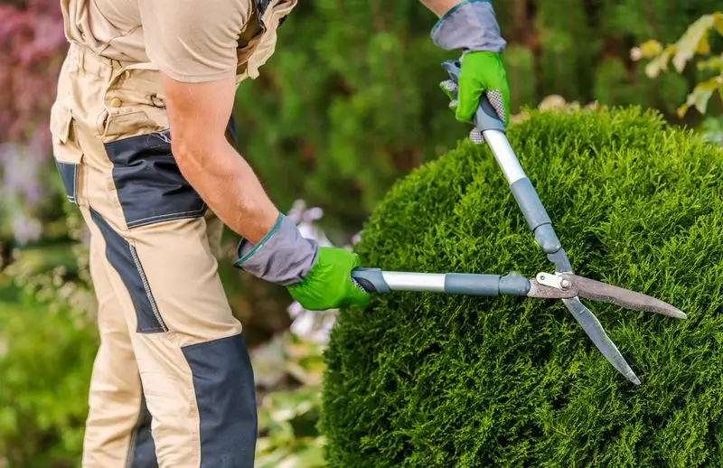 Pruning: Sculpting with Shears
