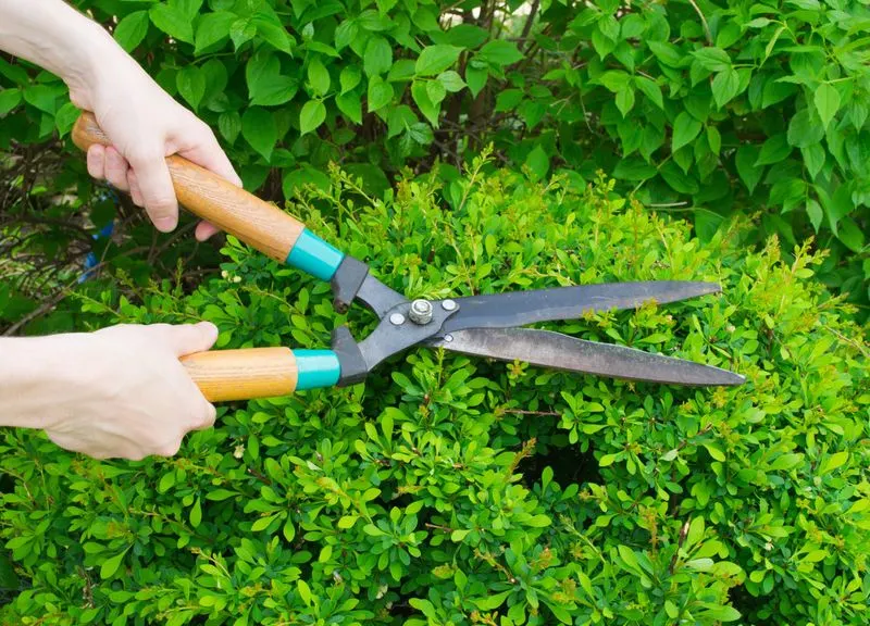 Pruning Shrubs
