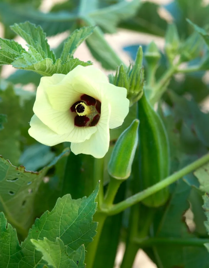 Pollination Practices