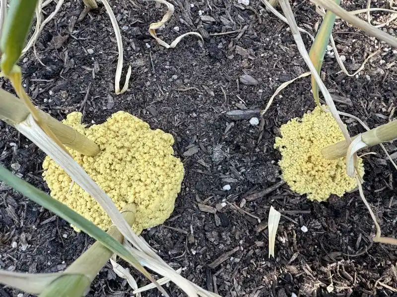 Fungal Infection and Allicin Increase
