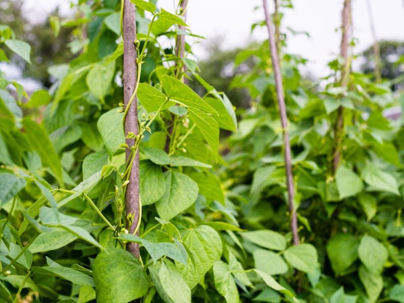 Pruning and Maintenance