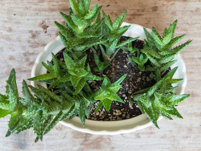Propagation Techniques