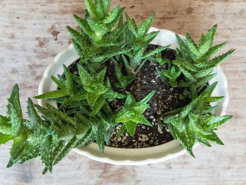 Propagation Techniques