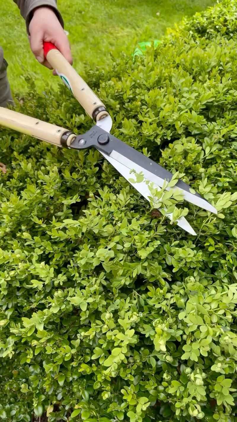 Pruning for Balance