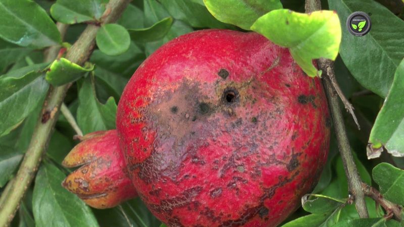 Pest and Disease Management