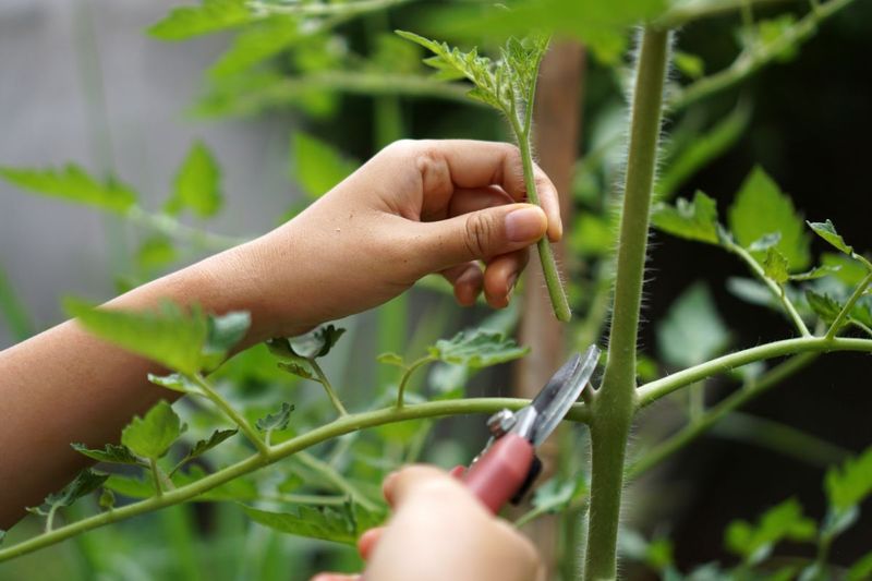 Pruning for Maximum Yield