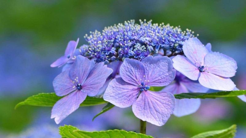 Fertilizing for Flourishing Blooms