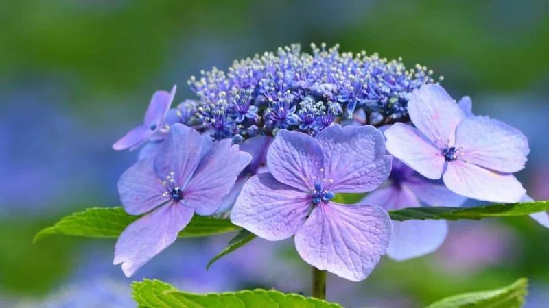 Fertilizing for Flourishing Blooms