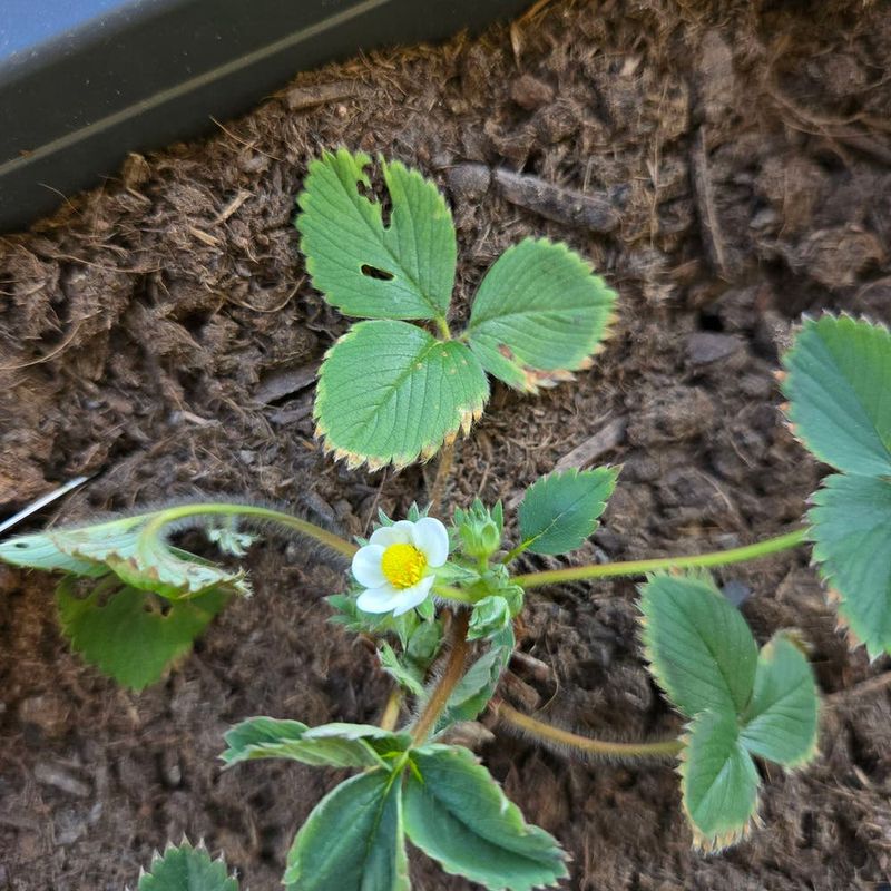 Pest and Disease Management