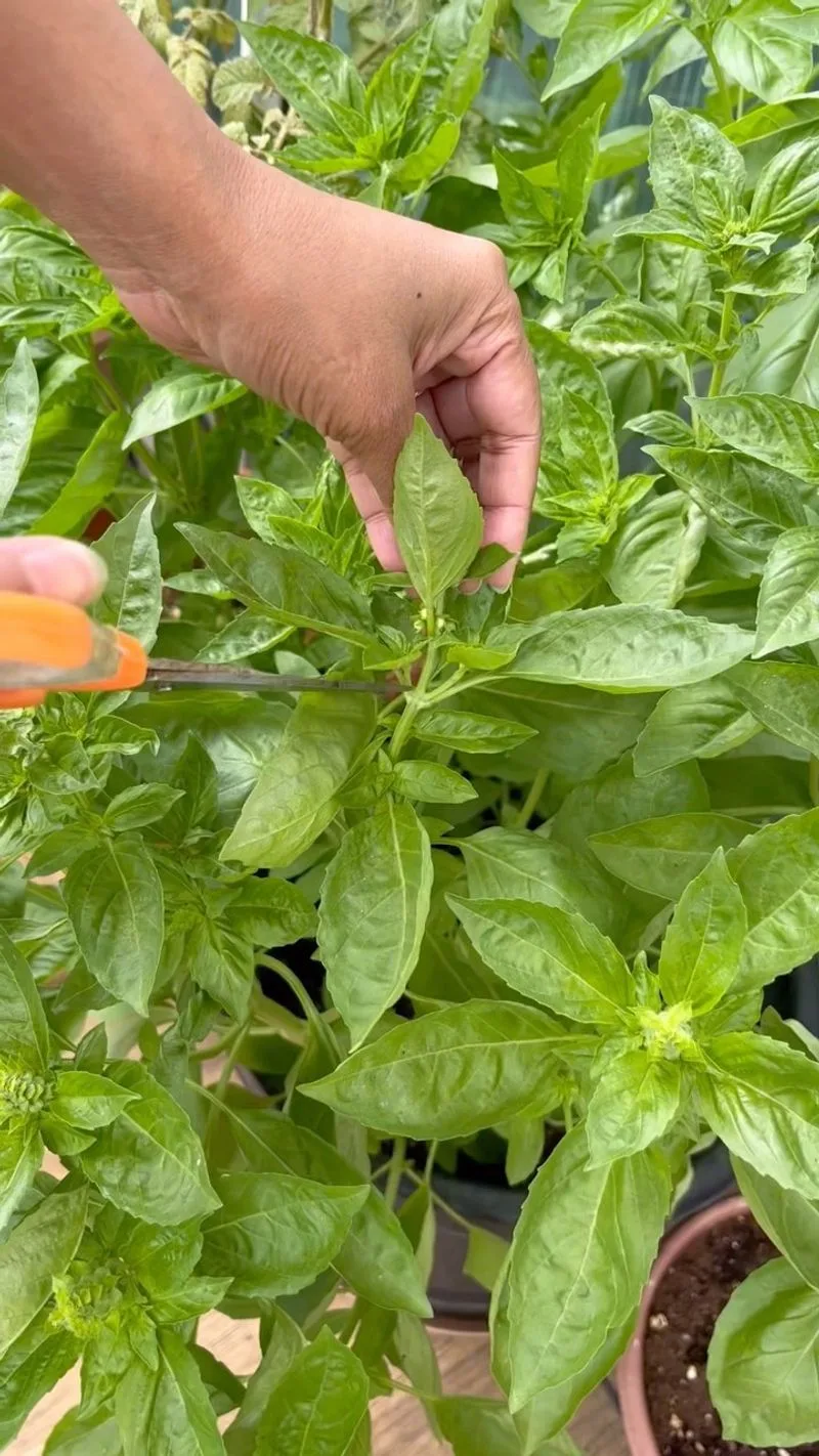 Pruning for Productivity