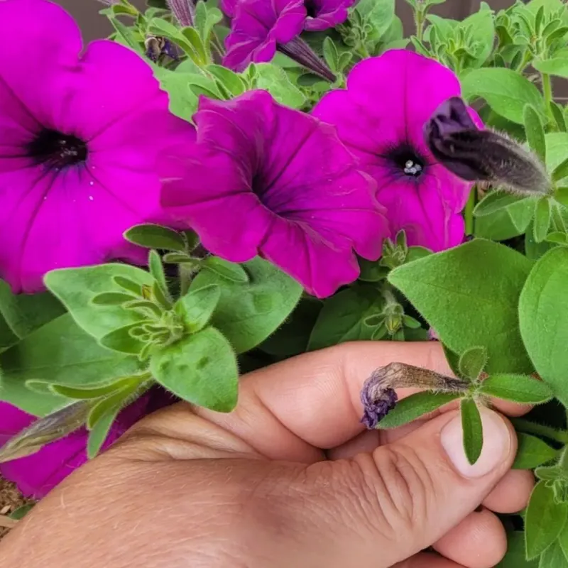 Pruning for Shape and Growth