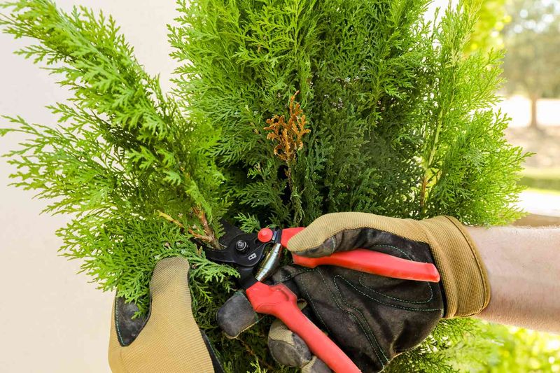 Pruning for Shape and Health