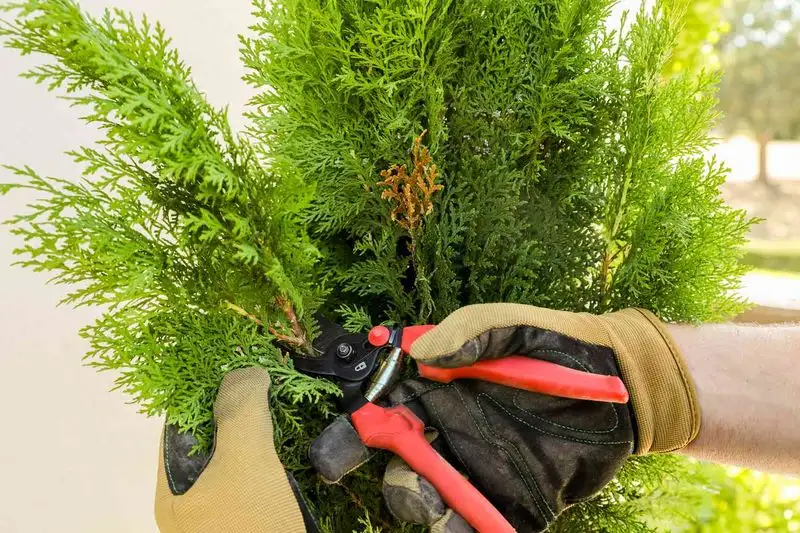 Pruning for Shape and Health