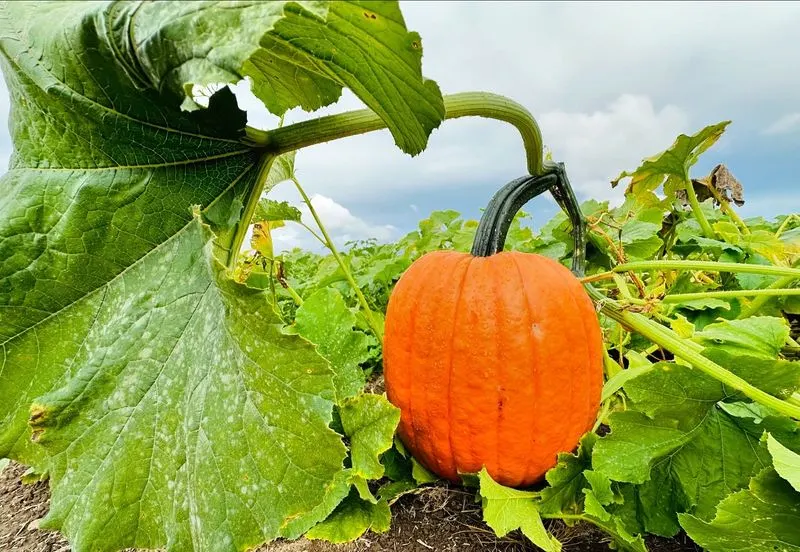 Pumpkin
